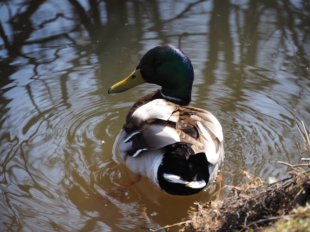 LindenA_S's tweet photo. Spotted ducks this #sunny #sunday #Helsinki #kaarela #kannelmäki
#springwibes #ilovemyhelsinki #ilovemyolympus https://t.co/SR9k6GkcnT
