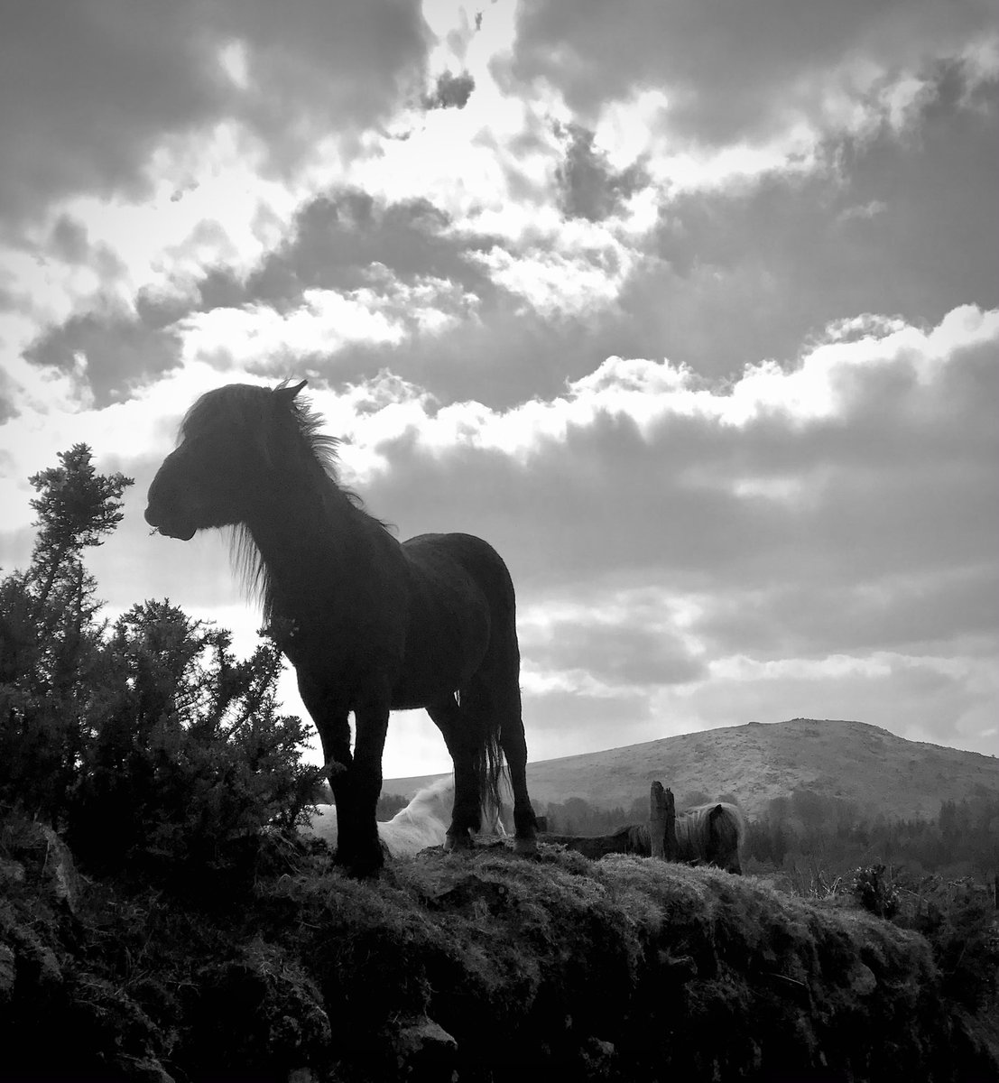 Restful hike across #Dartmoor for us today! @GoDartmoor