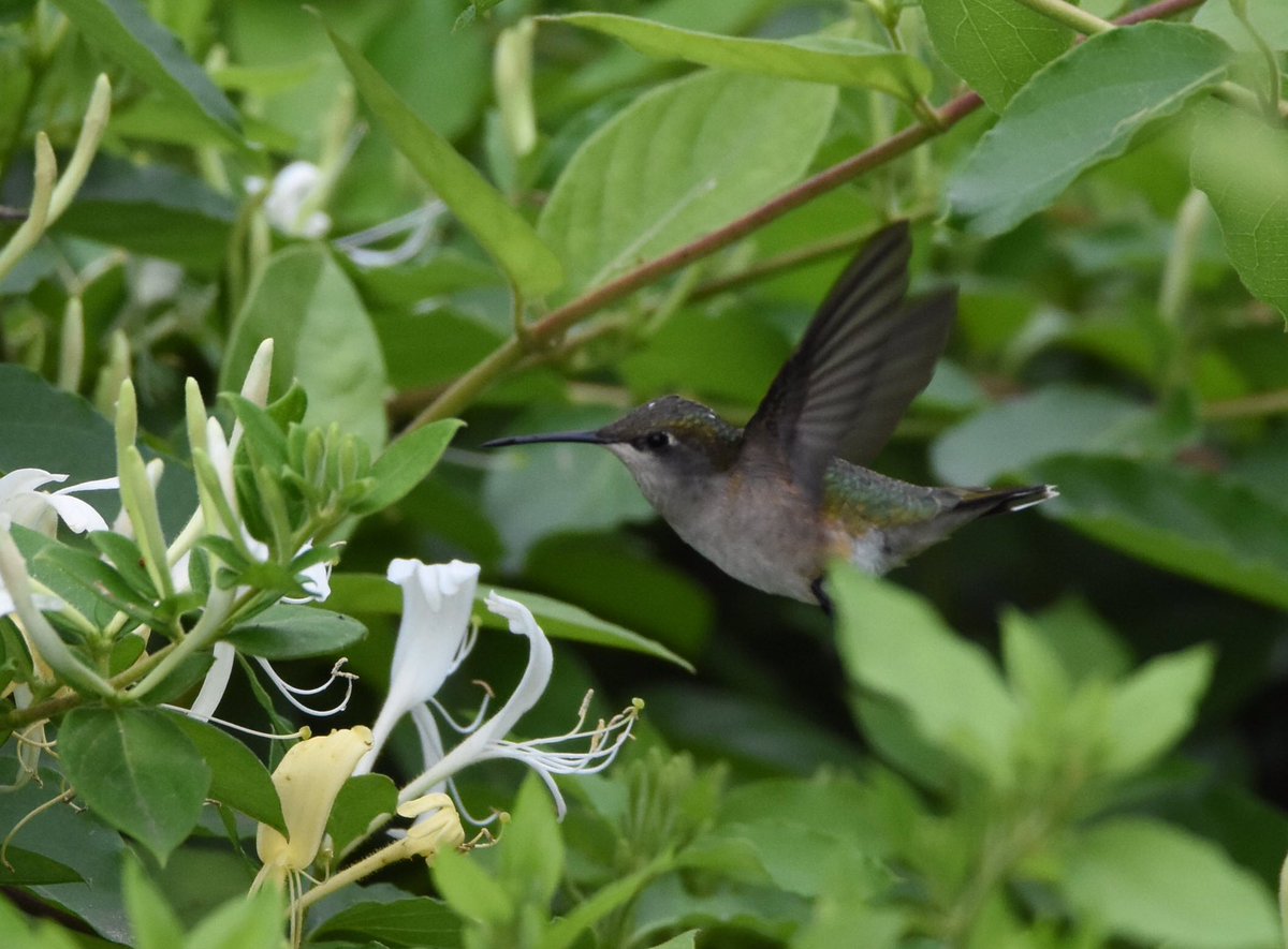 KrisHudsonCRE's tweet photo. I came across Ruby-Throated and Black-Chinned Hummingbirds yesterday at Galveston’s East End preserve during #Featherfest. They’re always mesmerizing. #birdphotography #BirdsSeenIn2021 https://t.co/nruN2Oael3
