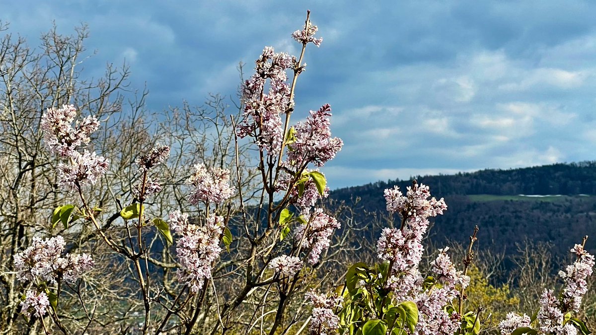 AndreasWiede's tweet photo. April in the #Basel area: Lilac (well, I think ... 🌸🧐) already in full bloom at the #Leimental’s 🇨🇭/ 🇫🇷 sunny spots. At the same time, remnants of snow on the #Jura hills. #weekend #hike https://t.co/10EZVlDp1k