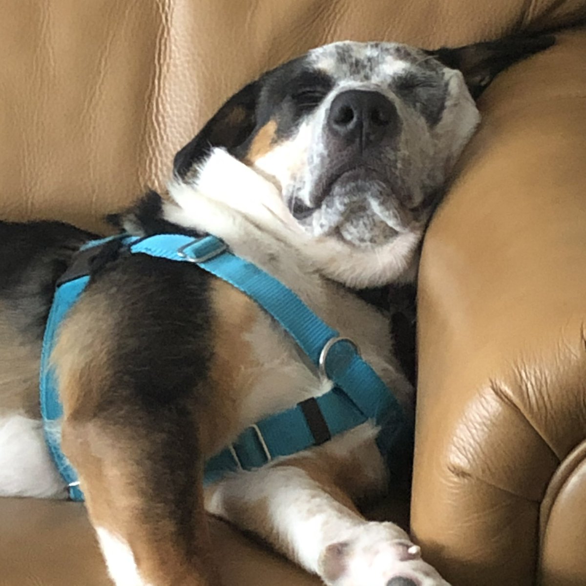 DavioMr's tweet photo. Is my dog emo, or does he just have resting sad face? https://t.co/4NbmfXQqHk