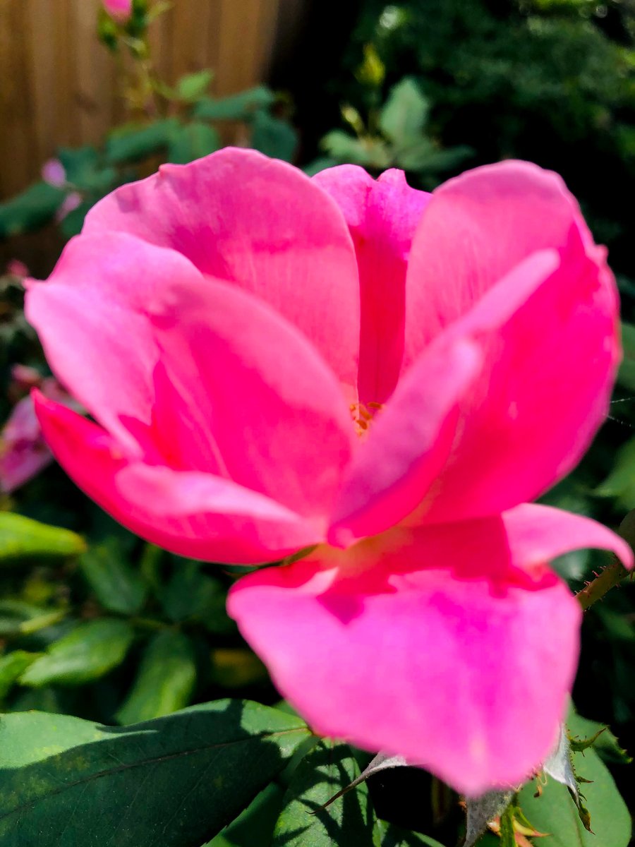 DirtM00N's tweet image. These are the images I used as a reference for the Pink Moon #DFMS Cover. I loved that I could use the images from my archives rather than sourcing them online...