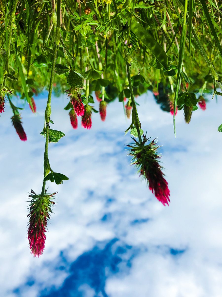 DirtM00N's tweet image. These are the images I used as a reference for the Pink Moon #DFMS Cover. I loved that I could use the images from my archives rather than sourcing them online...