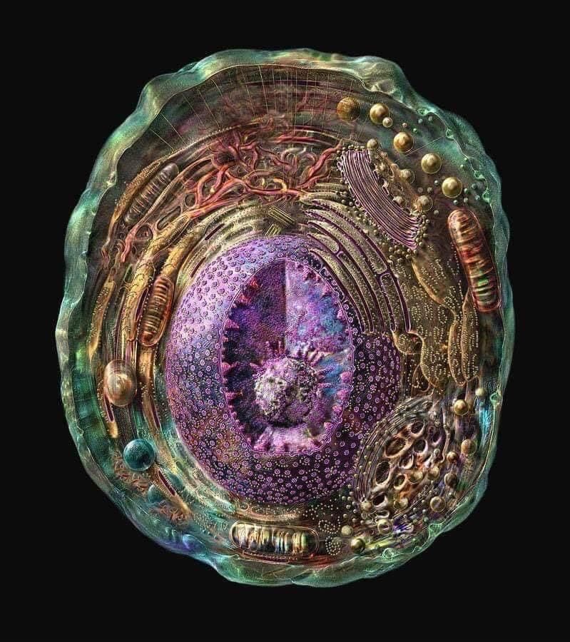 LamineZellag's tweet photo. La représentation la plus détaillée d'une cellule humaine à ce jour, obtenue par radiographie, résonance magnétique nucléaire et microscopie cryoélectronique. #science https://t.co/BUtuMOAFgs