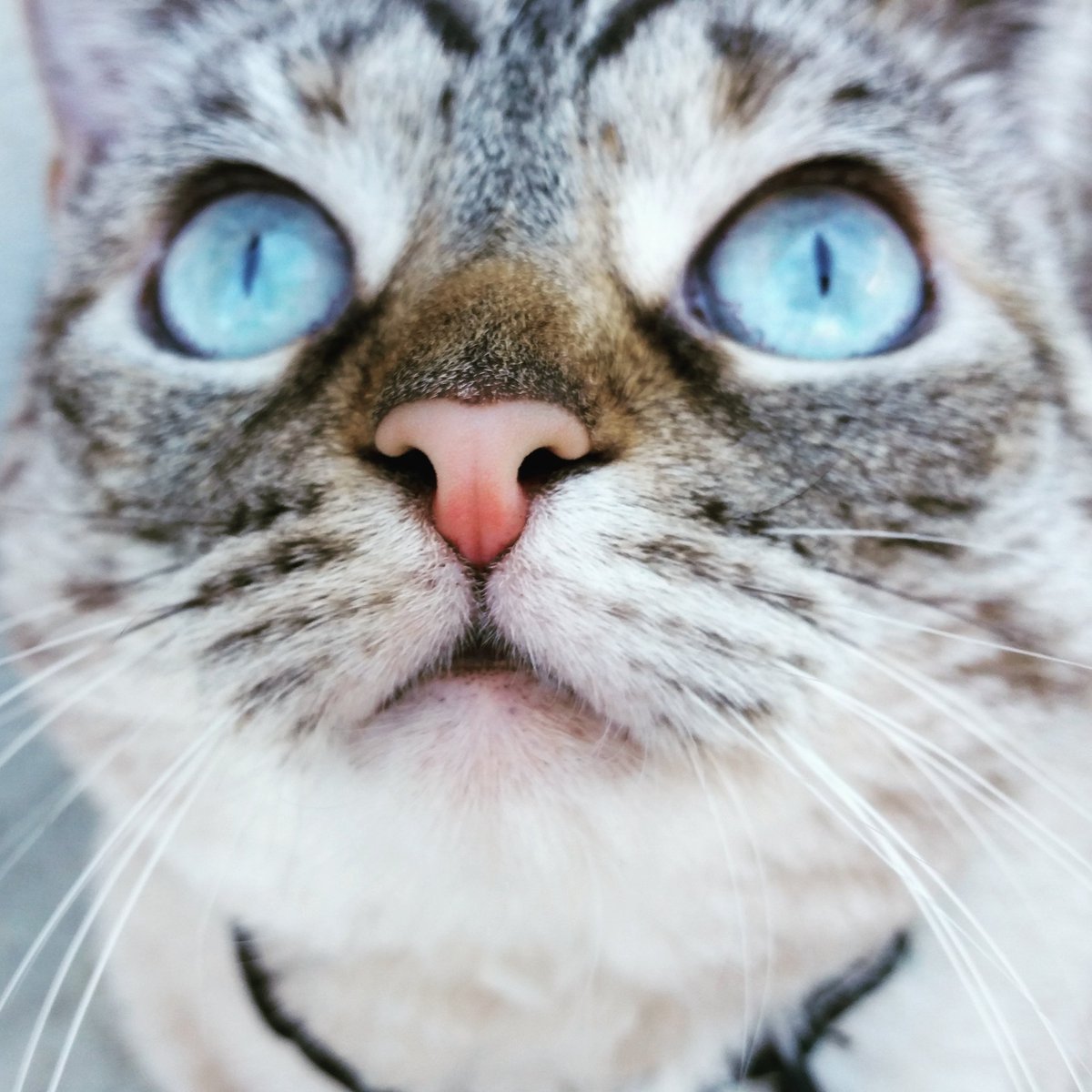 fancylikecheese's tweet photo. @Banfield https://t.co/CnHD1Aqr5b