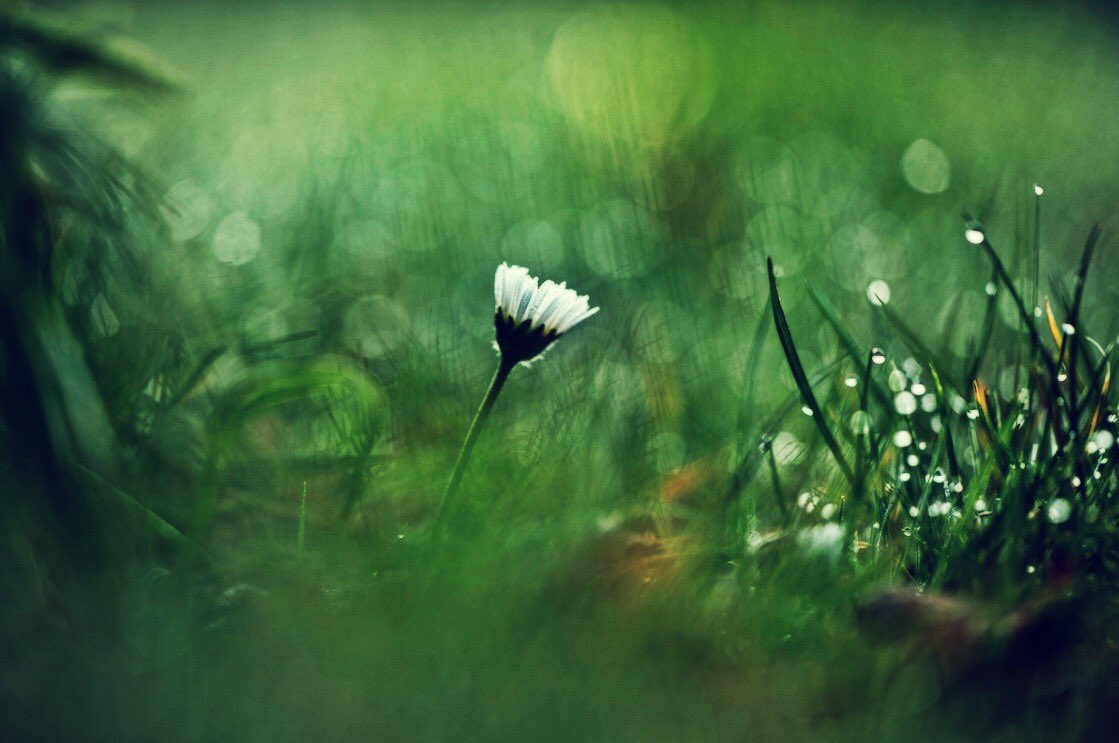 FlexBliss's tweet photo. Spring #daisy #HeLovesme https://t.co/mtq0BEqs5P