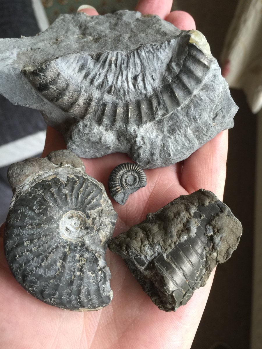 MKWPublishing's tweet image. I found all these awesome beauties on a birthday fossil hunt a few years ago in Charmouth, Dorset. First time out so was very excited to find all these and clean them up a bit. Haven&apos;t been since though!! #LoveFossils