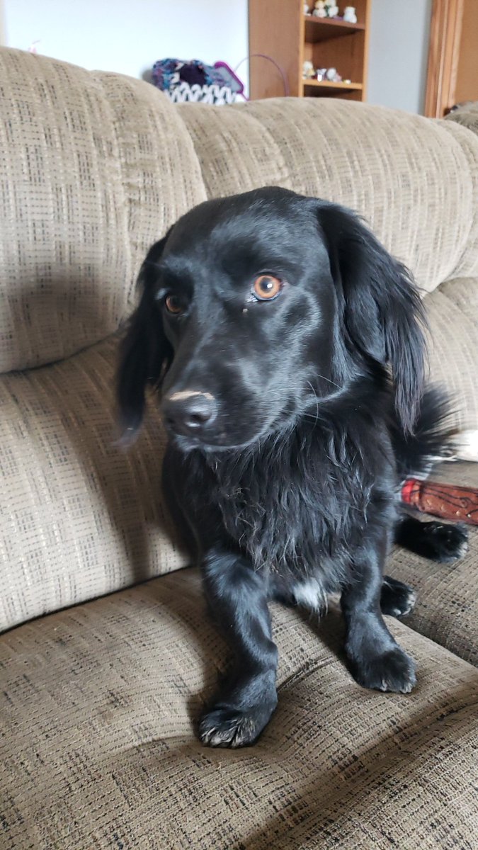 danacurren's tweet photo. @BuschBeer Meet Olie, the bestest boy! He's a 1 year old Corgidor. Not only is he incredibly handsome and smart,  but he can run, jump, and sail through the air like a Rockstar! Busch Brew would be blessed to have that face representing them! #BuschCTOcontest https://t.co/d64rAG0Tv4