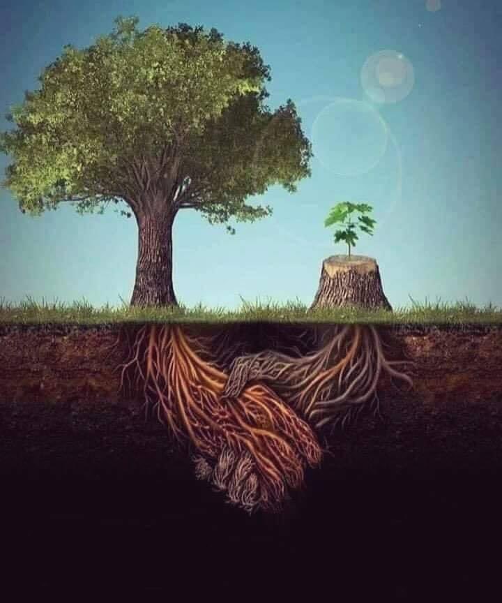 nayef_Al_saif_'s tweet photo. I think this artist's impression says so much. Trees look after each other and help each other grow stronger. 🌳💚 https://t.co/IUwp6Ot1n9