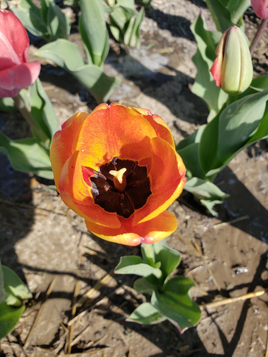 HudsonFarmsLLC's tweet photo. https://t.co/YjPNd1LCf3
