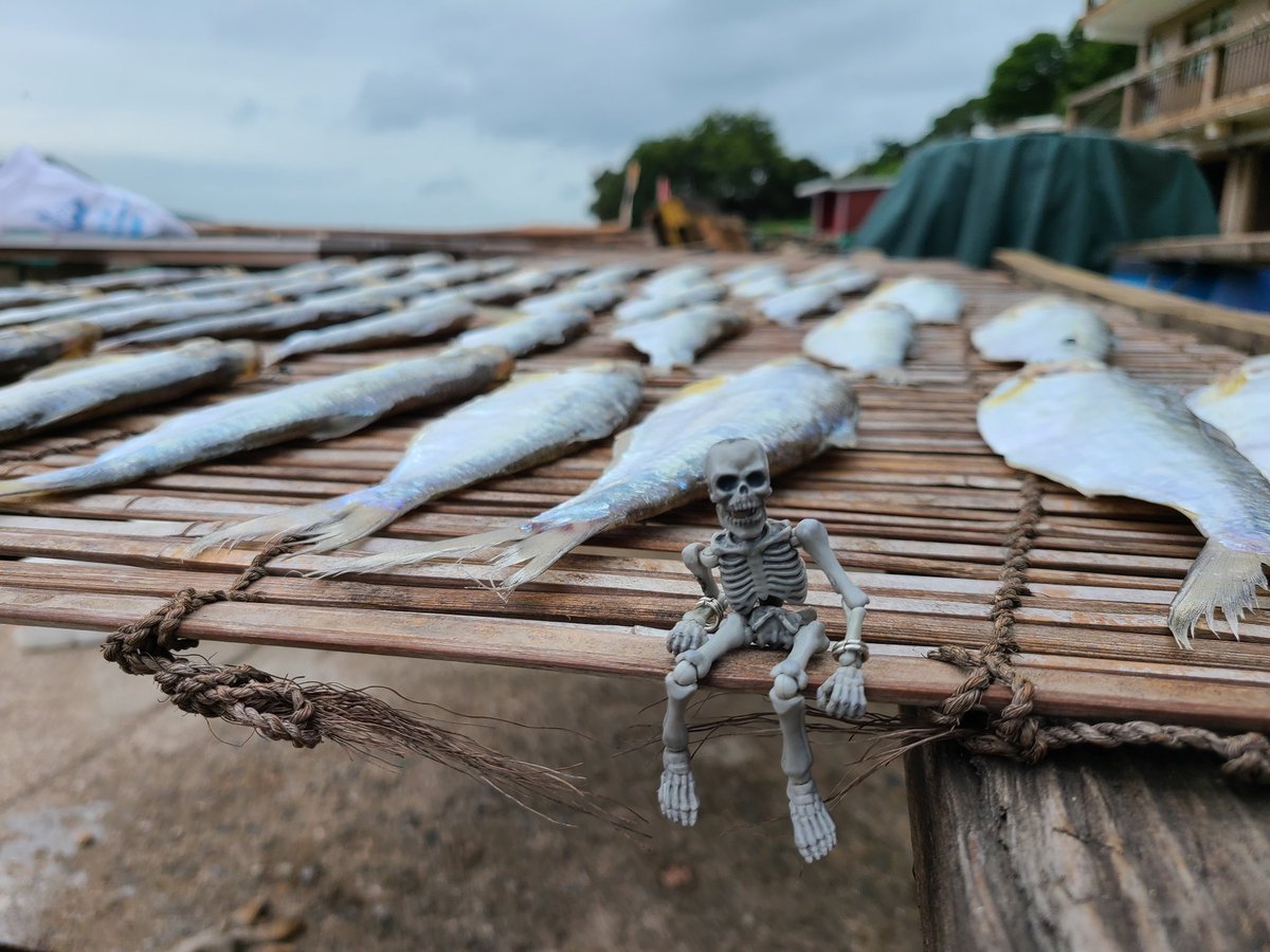 nw7400's tweet photo. home-made salted fishes from villagers and dried decorative pufferfish 🐡
#poseskeleton #ポーズスケルトン #TaiO #saltedfish #pufferfish https://t.co/6RCAUS9wGq