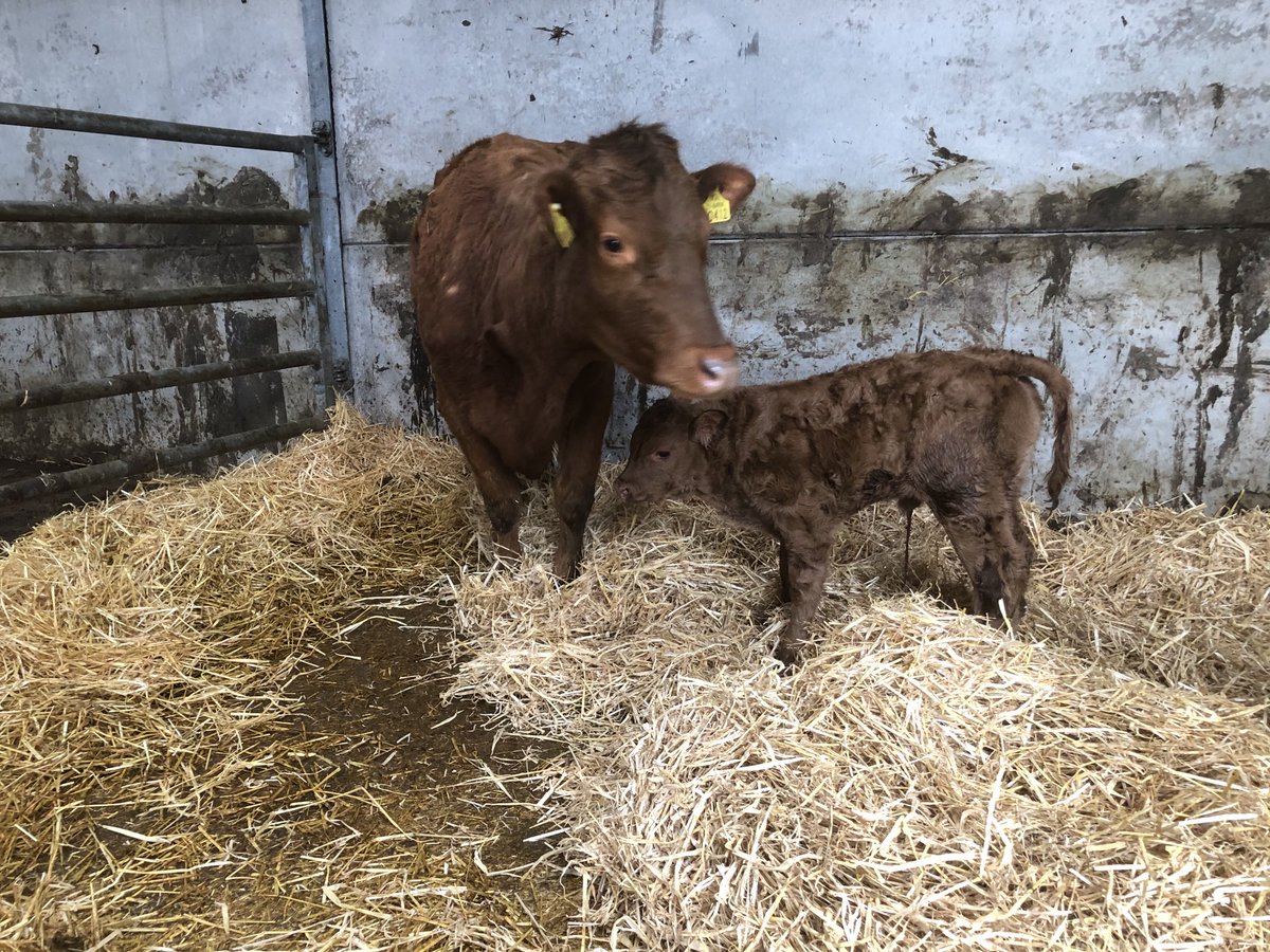 SamuelRooney3's tweet photo. Lim heifer calf last night 3 weeks before she calved a year on last year.  She reared a super bull calf last year https://t.co/clPKaG3npv
