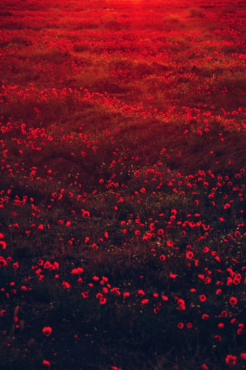 InfinitePaintr's tweet photo. Weird colors you've probably never heard of: #Coquelicot
#WeirdColors https://t.co/m0vhO0WHLV