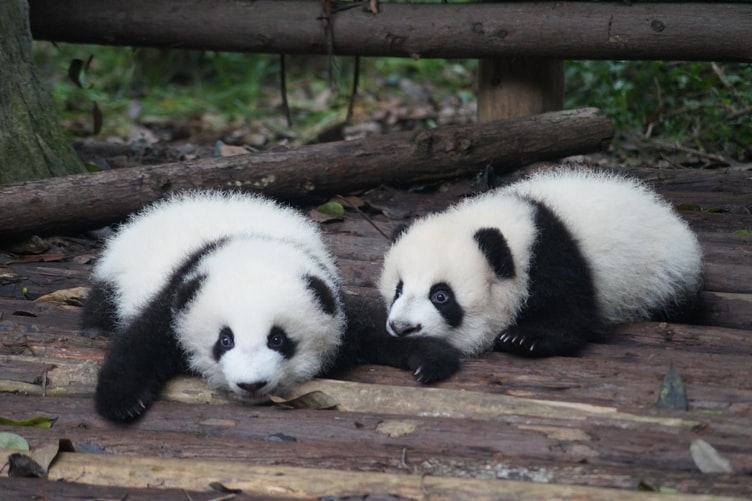 Pandas 3.0