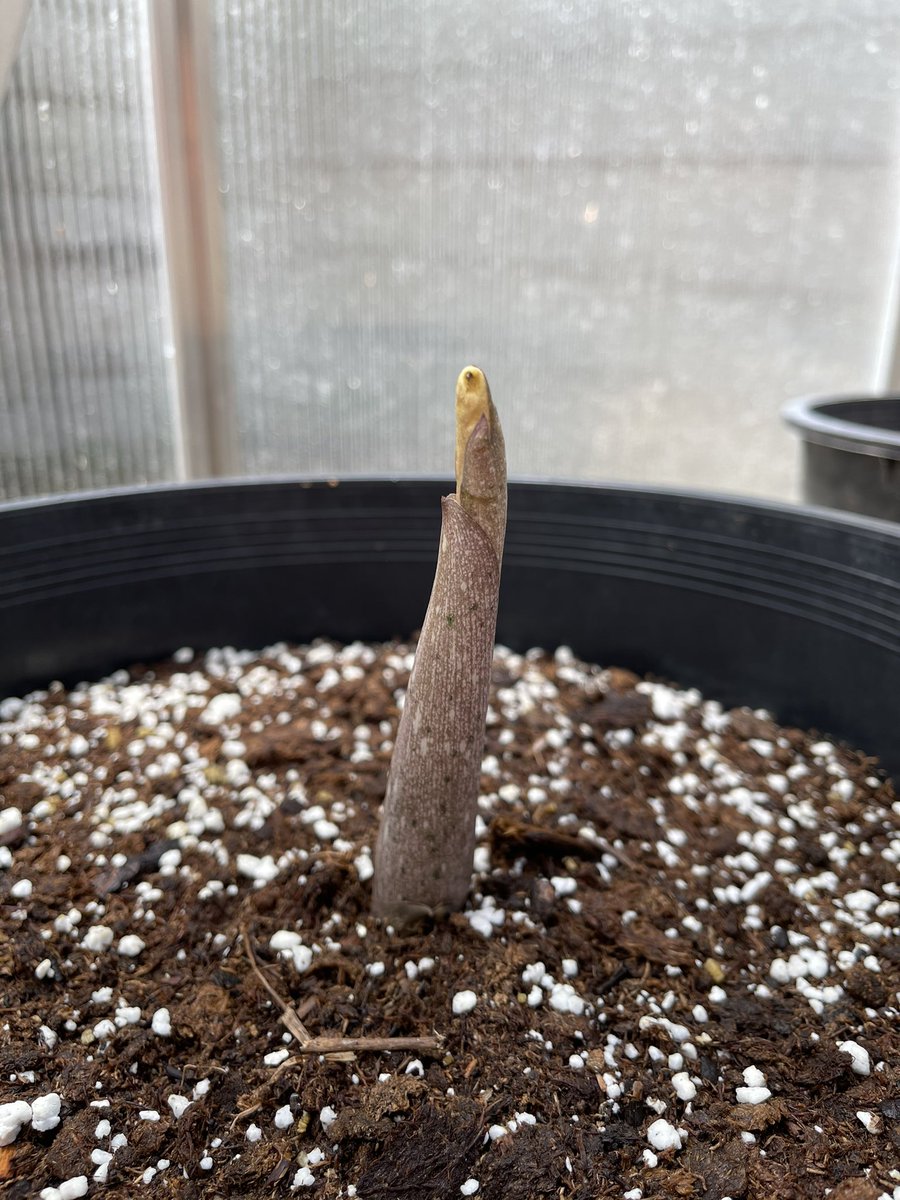The first of two Amorphophallus variabilis is wrapping up its short-lived flowering cycle. Fortunately, my mother plant split into two flowering-sized plants, so I have another bloom on the way. And yes, I may have potted the first one while it was halfway through flowering.