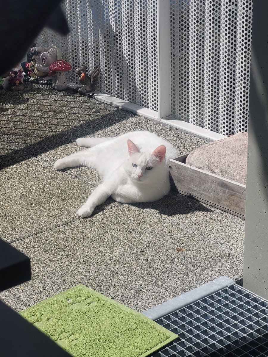 postichon's tweet image. Journée au soleil 💐🌞