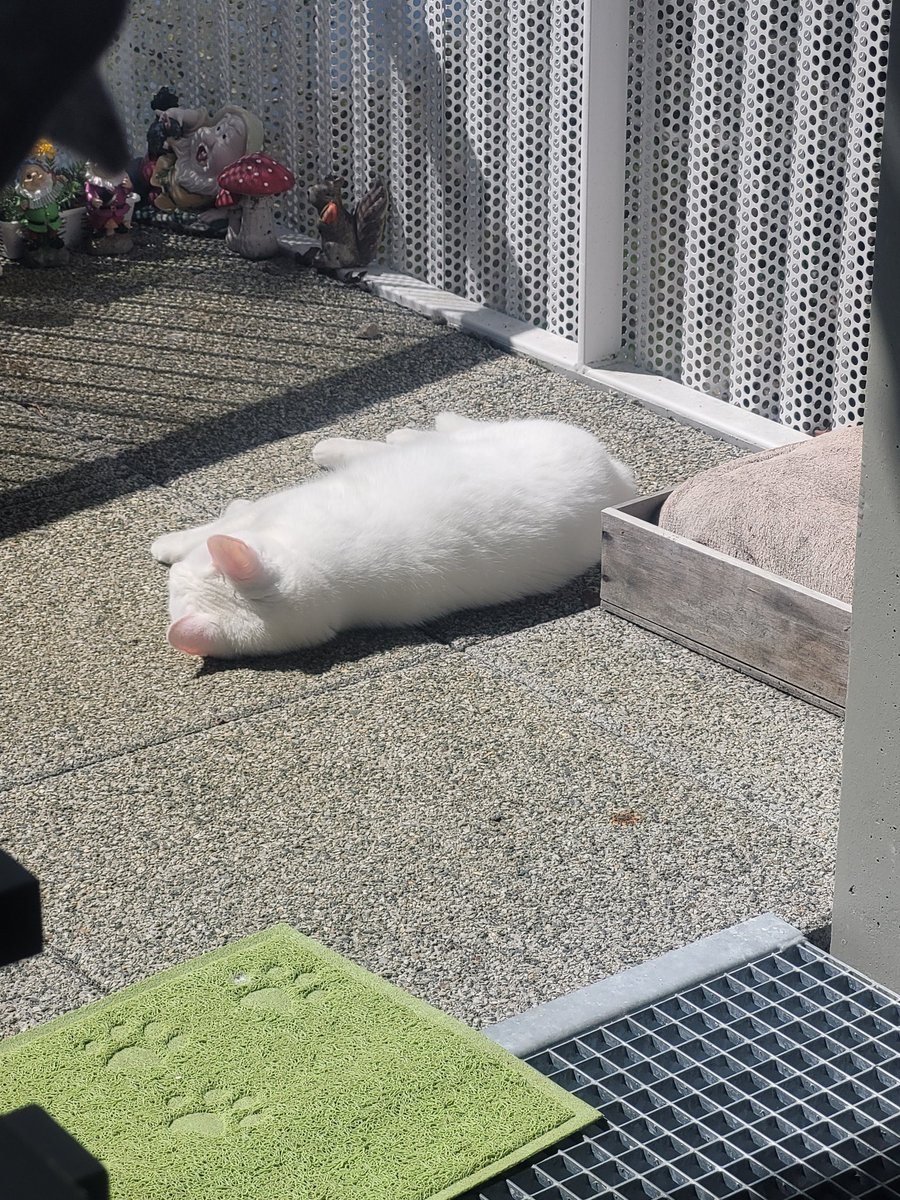 postichon's tweet image. Journée au soleil 💐🌞