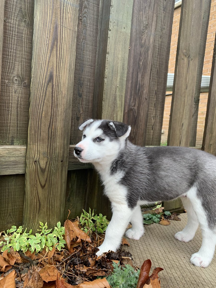 jorweezy's tweet photo. Iver, aka Blue Ivy, aka lil Dicky, aka the reason i’m not bugging bout no lockdown... https://t.co/w4ifWsuqah