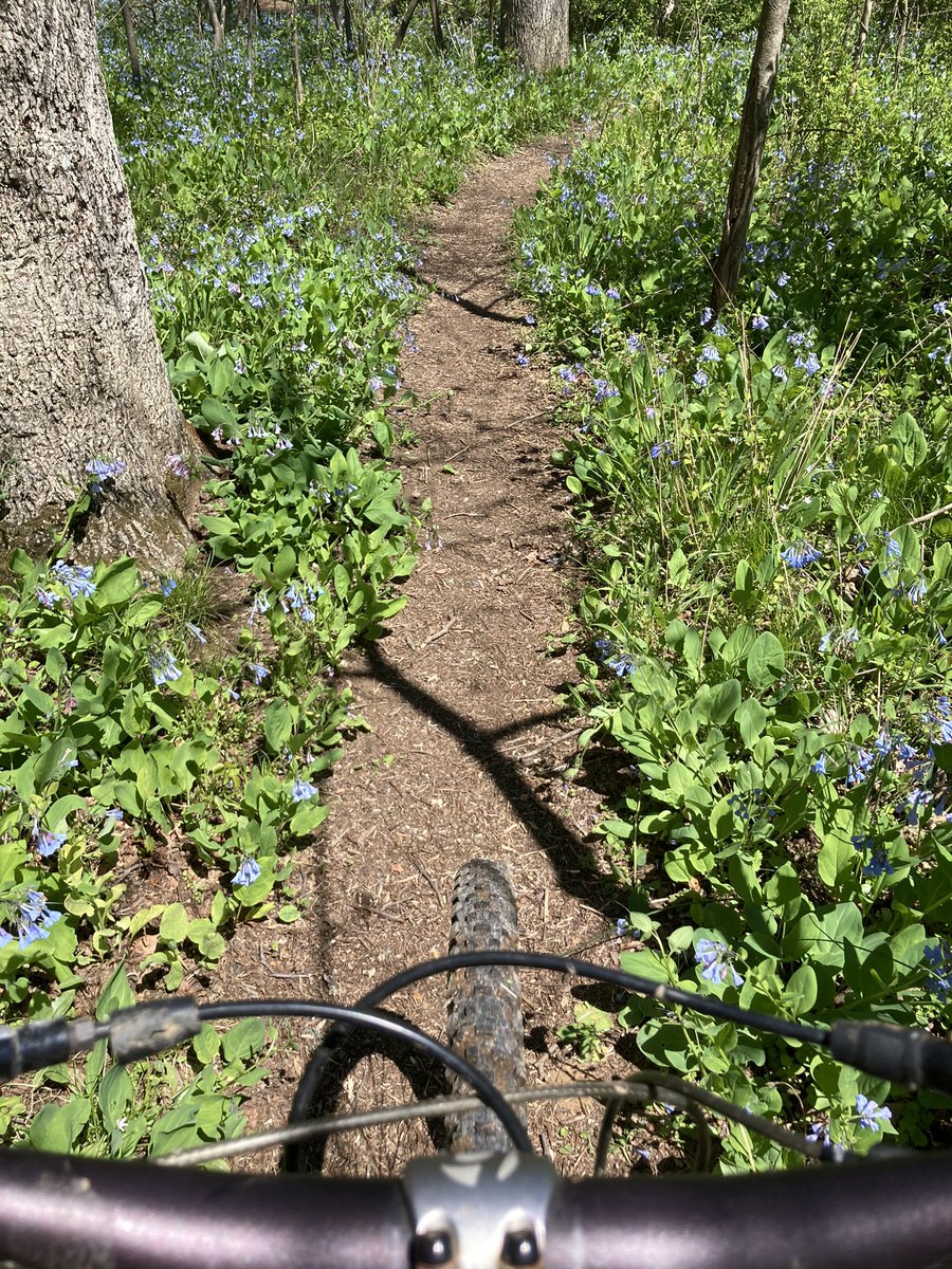 _willash's tweet image. Virginia Blue Bells are back. This time via #MTB. Follow-the-leader style with my boy #RickB!