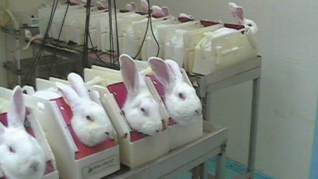 z_a_i28's tweet photo. They are lovely creatures, but if you want to increase the profit of a company try it on yourself, not on them 

#saveralph https://t.co/9c7jrWagKe