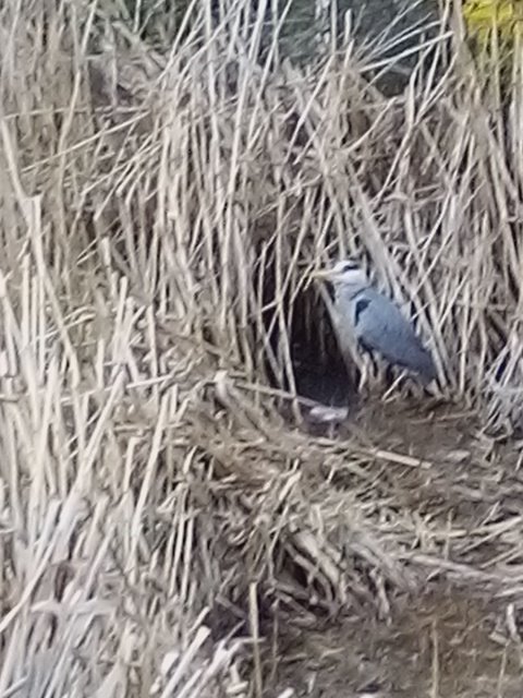walkbubbies's tweet image. The watcher is watched. A walk in #Oldham #heron #photography #walkingforwellness #walkbubbies @OldhamWalkers