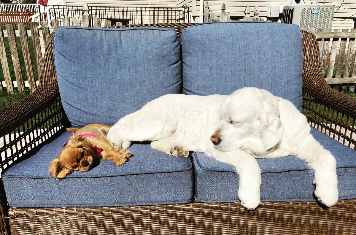 Jenny_ORegan's tweet photo. Life is beautiful. ❤️ #allieandemma #rubycavalierkingcharlesspaniel #englishcreamgoldenretriever https://t.co/vDo5kmlURQ