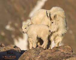 The Notebook GM tweet media