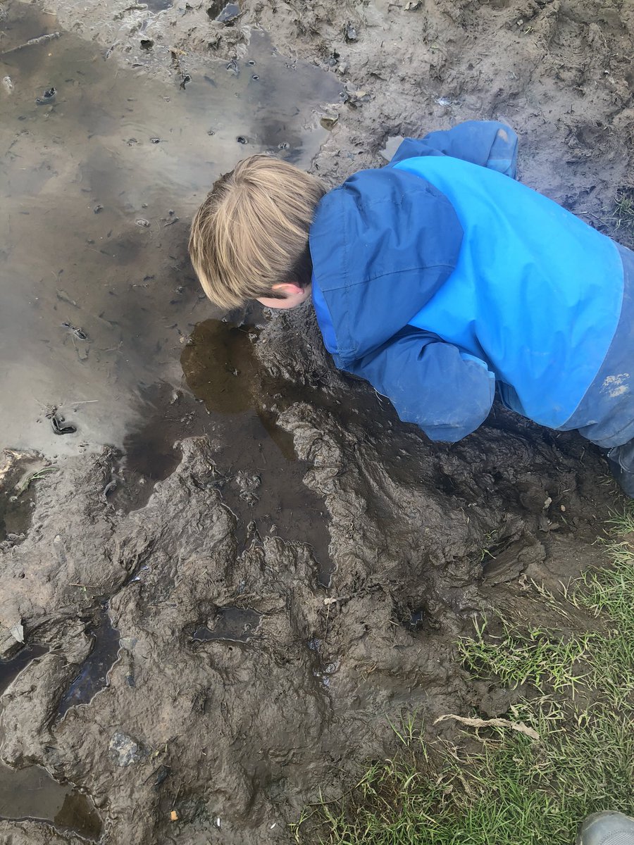 LearningLog1's tweet image. #LGPAScience @laceygreenpa Discovering tadpoles in a puddle early on in the Easter holidays. We keep visiting the puddle to observe the changes as the tadpoles move through their life cycle. We will upload more photos to show their development.