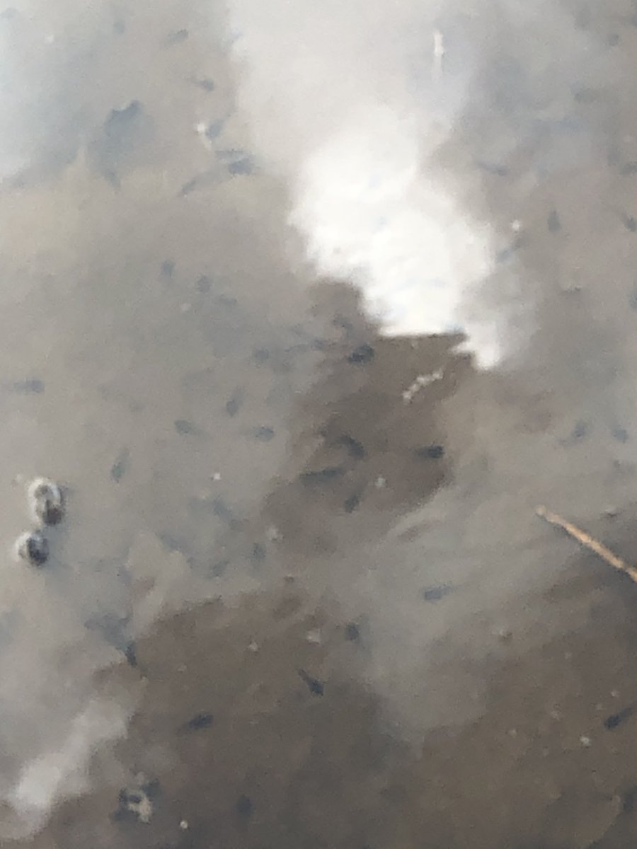 LearningLog1's tweet image. #LGPAScience @laceygreenpa Discovering tadpoles in a puddle early on in the Easter holidays. We keep visiting the puddle to observe the changes as the tadpoles move through their life cycle. We will upload more photos to show their development.