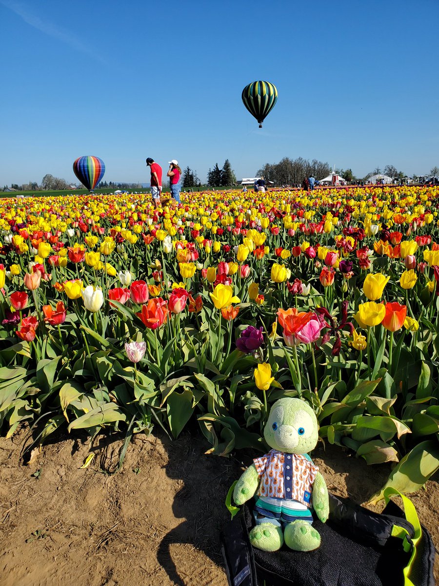 OluAndOhana's tweet photo. OMB!! Humans took me to a tulip festival at @WoodenShoeTulp 🌷🌷They had hot air balloons and sooooooo many beautiful flowers!! They also had steam tractors that were from the 1800s! https://t.co/447dcsQOPk