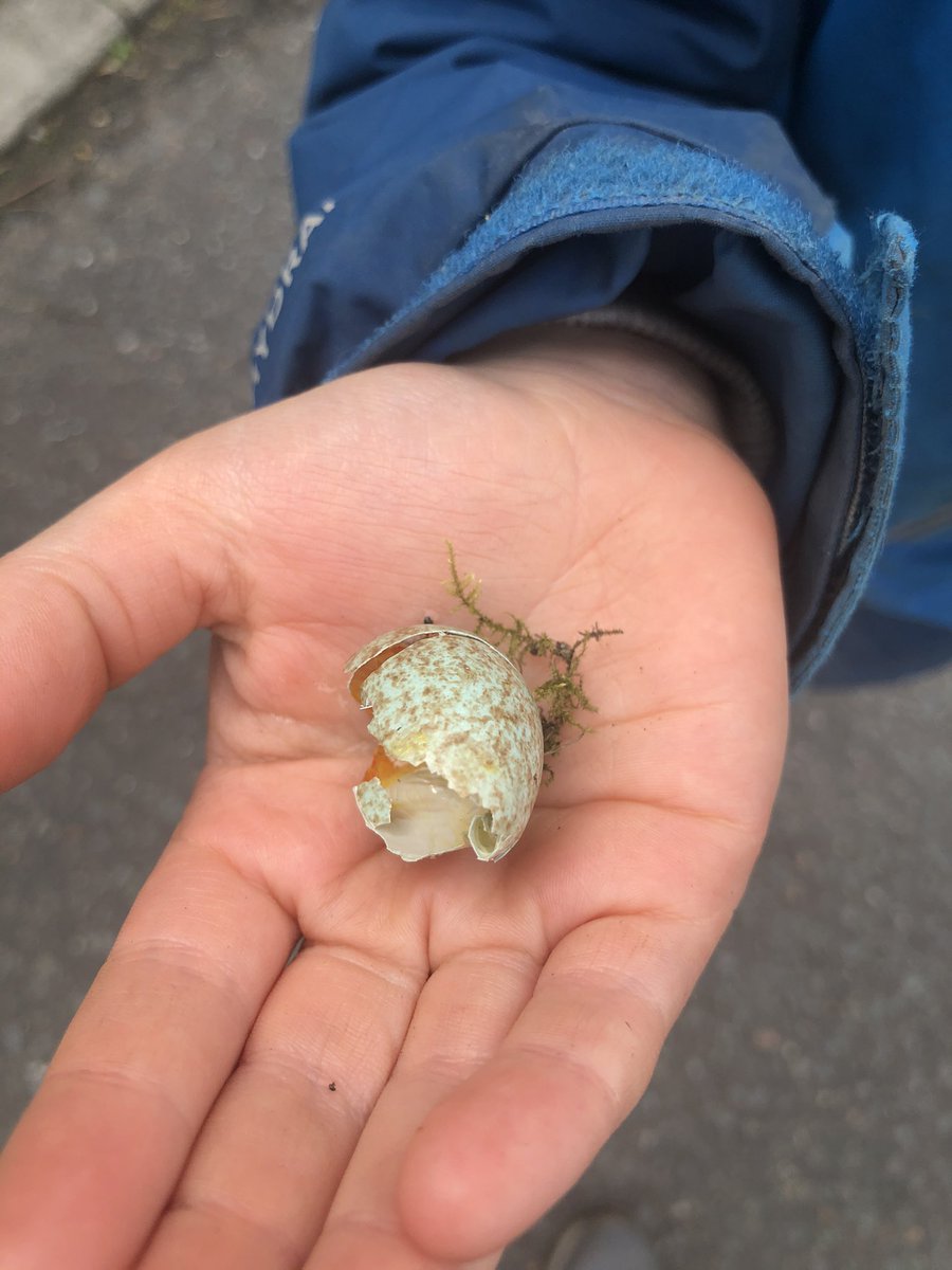 LearningLog1's tweet image. #LGPAScience @laceygreenpa What a find on our walk today! From researching birds and their eggs, thinking about the measurements, colours and markings, we think this is from a Magpie.