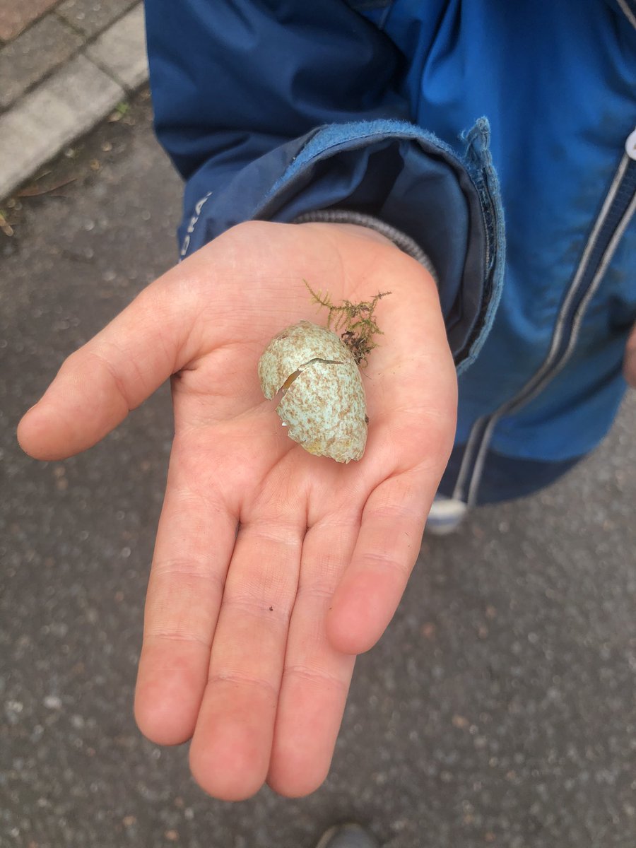 LearningLog1's tweet image. #LGPAScience @laceygreenpa What a find on our walk today! From researching birds and their eggs, thinking about the measurements, colours and markings, we think this is from a Magpie.