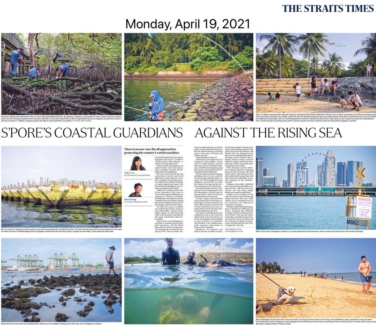 Seawalls/ hard structures:70% 
Mangrove/mudflat:16% 
Sandy beaches:12%
Rocky shores:1%

These are Singapore’s mosaic coastlines, and all need diff protection fr erosion &amp; rising sea levels. 

We combine 4pgs in the paper in 1 mobile-friendly online story:

straitstimes.com/singapore/envi…