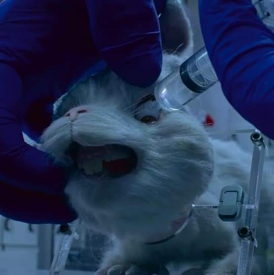 heaceseung01's tweet image. tw // animal abuse

1 week ago hsi (humane society international) released short movie directed by spencer susser called #SaveRalph. Ralph is a rabbit that people's using for to test cosmetics, hsi started a campaign with the same name, save ralph.