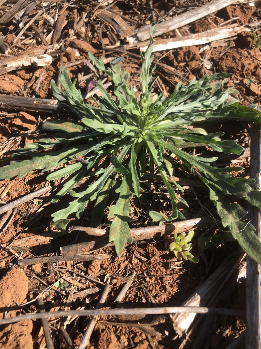 Flowering wattle and elongating fleabane. What time of year is it 🤷🏽