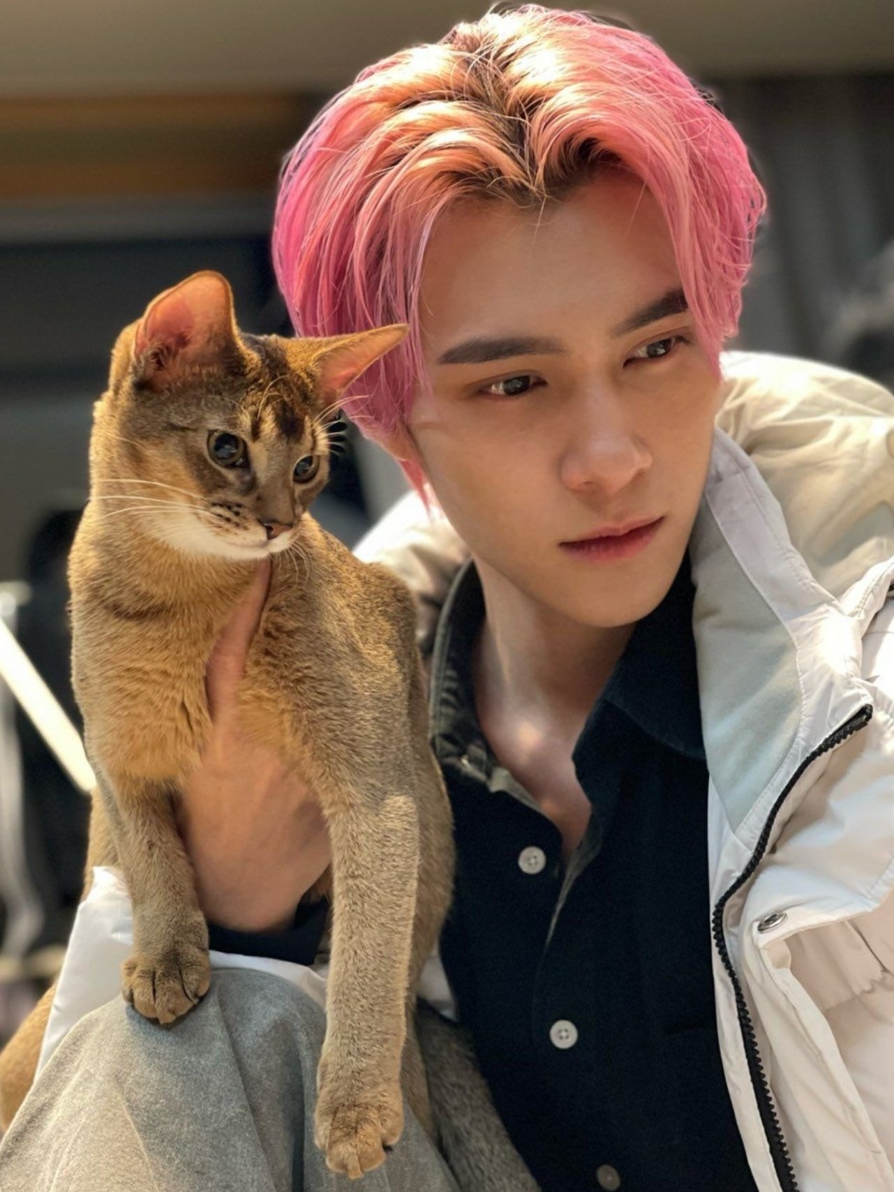 idols with cats (@idolswithcats) / Twitter