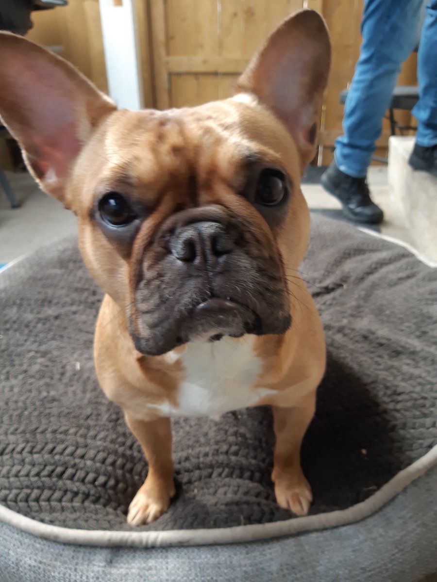 Poppy inquires about doggy treats.