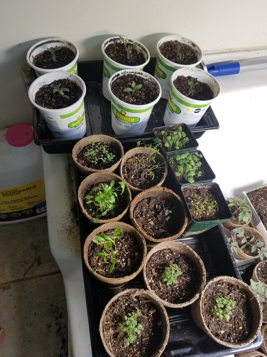 SionSweet77's tweet photo. Things keep growing. Getting bigger. #SeedlingSunday #HomesteadGardening https://t.co/YQOKf0tK9O