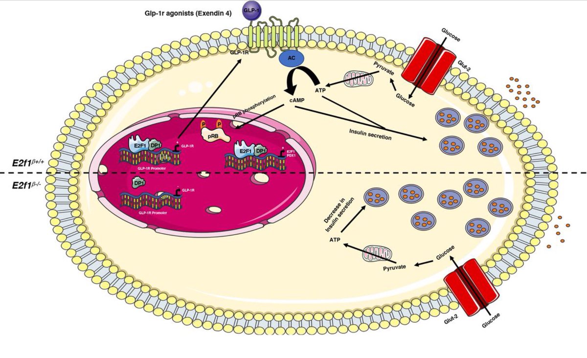 Studies using genetically modified mice and human #islets “reveal a molecular crosstalk between the E2F1/pRb and GLP1R signaling pathways that modulates insulin secretion and glucose homeostasis” biorxiv.org/content/10.110…