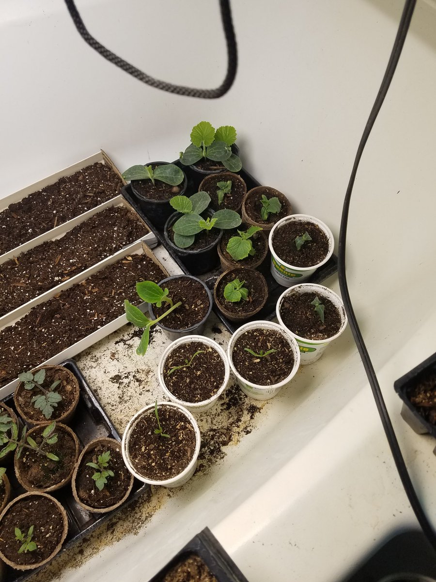 SionSweet77's tweet photo. Things keep growing. Getting bigger. #SeedlingSunday #HomesteadGardening https://t.co/YQOKf0tK9O