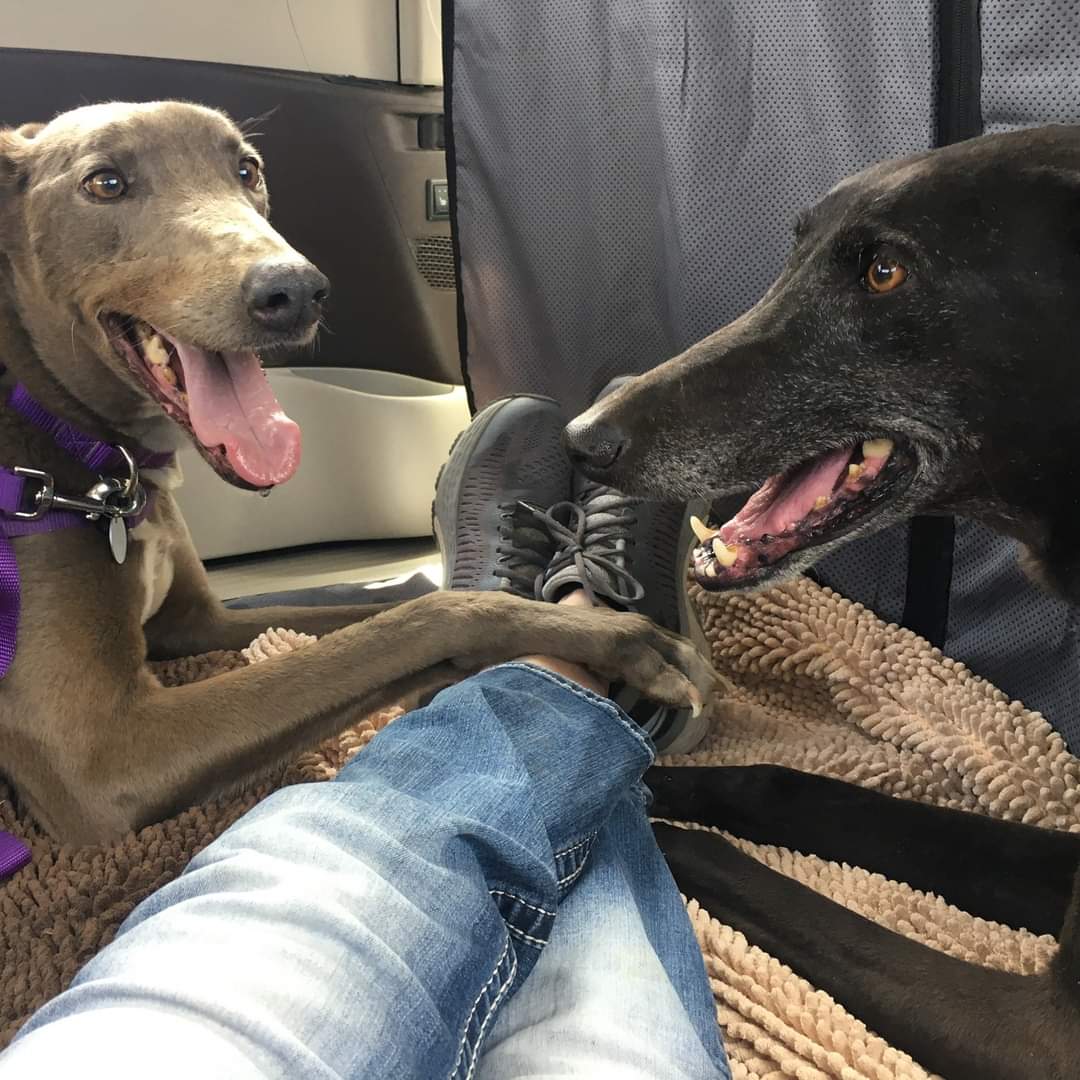 KCREGAP's tweet photo. https://t.co/W2vrfVErOV Two new Noodles looking for their forever homes! Are you looking to spice up your couch? These Noodles are the perfect couch accessory β€οΈβ€οΈβ€οΈ#greytdogs #Greyhounds #AdoptDontShop https://t.co/jmZWAlD6mT