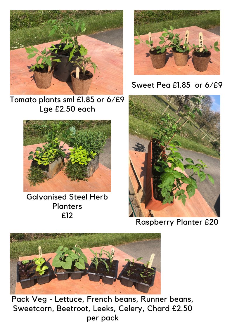 We are ready to grow !
Call us on 07488 331696 or order through Facebook or email and collect from our nursery at Knowle Hill, Evesham
#growyourown #shoplocal