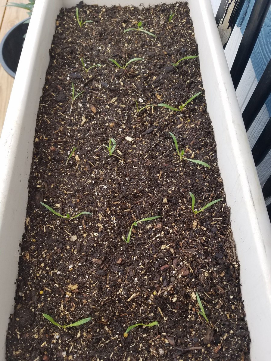 SionSweet77's tweet photo. Spinach is small, but mighty! #SeedlingSunday https://t.co/sB3jDrVMXu