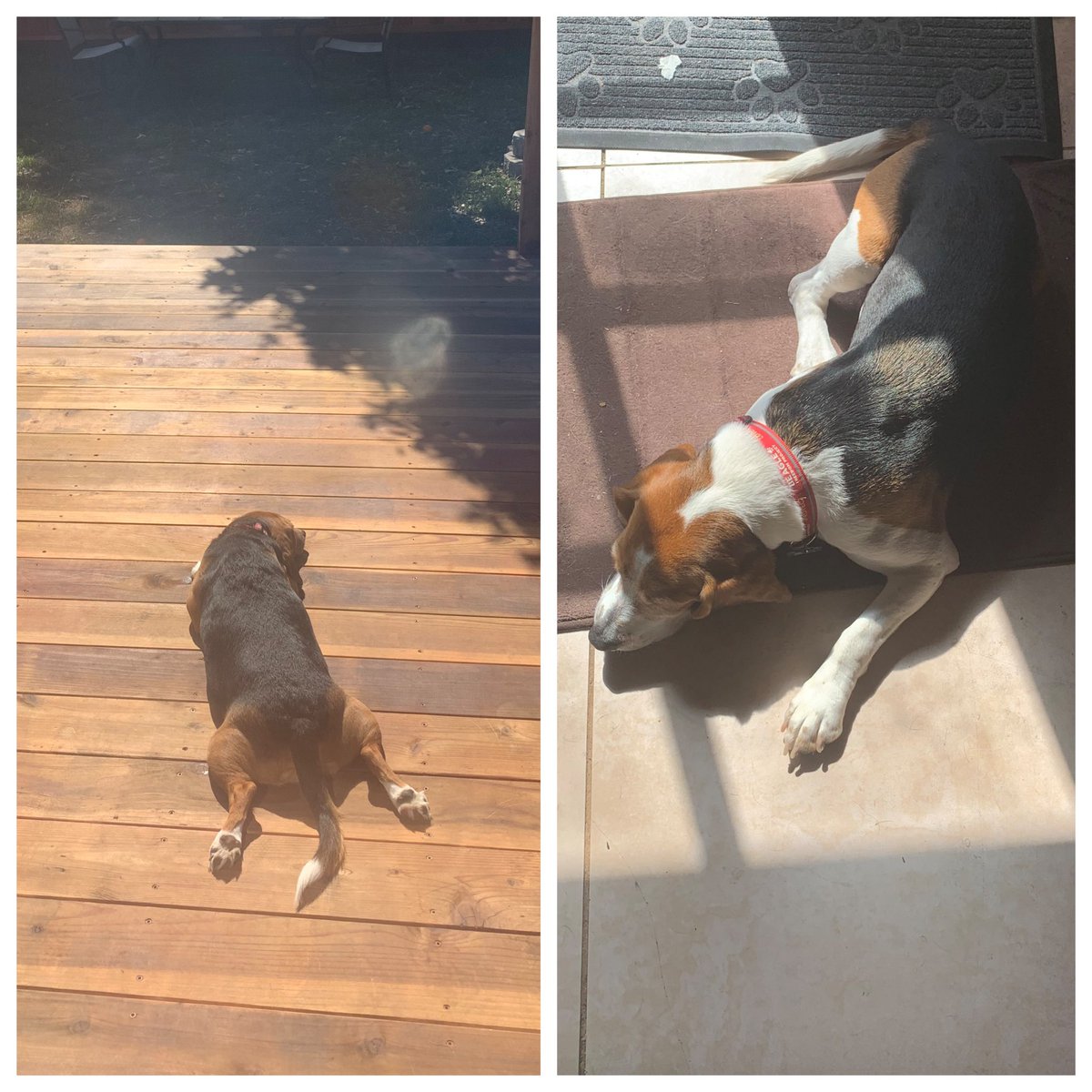 It’s #subeaglingsunday ☀️🐶❤️ Who else is joining us? Do you prefer outside like Asher or inside like Laney (who likes to keep 👀 on the kitchen 🤣🙄)? We never had sunbeagling days before @beaglefreedom rescued us. 🥰🙌 #dogsoftwitter #rescuebeagles #livingourbestlives