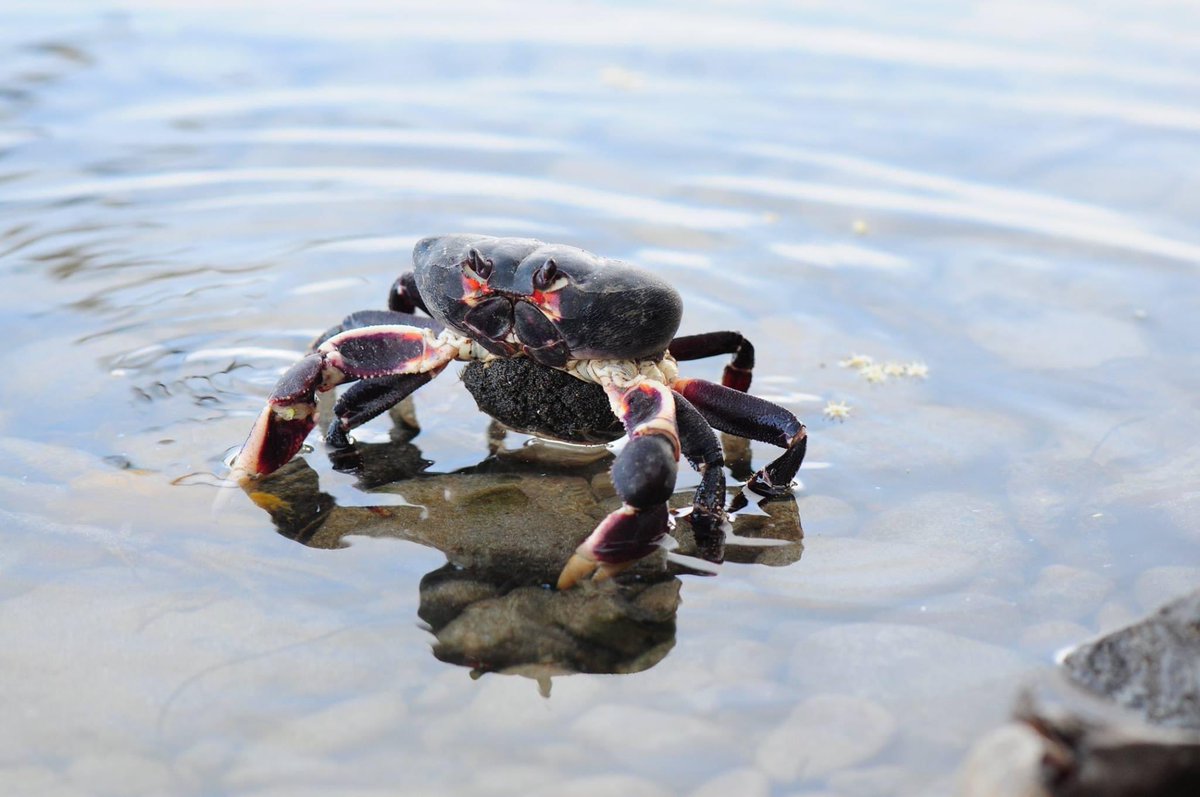 Hoy en Providencia se vive la migración y desove de la especie perteneciente a nuestro archipiélago conocida como Black Crab, Cangrejo negro (Gecarcinus ruricola), en la isla de San Andrés ya no se ven este tipo de migraciones por la dificultad de estas especies para desplazarse