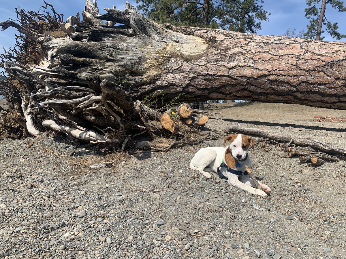 Seatrainer's tweet photo. Might be part beaver . Who knows 🐶 #puppy #dogDaysOfSpring #boxerMix https://t.co/Gwgp3gQHLW