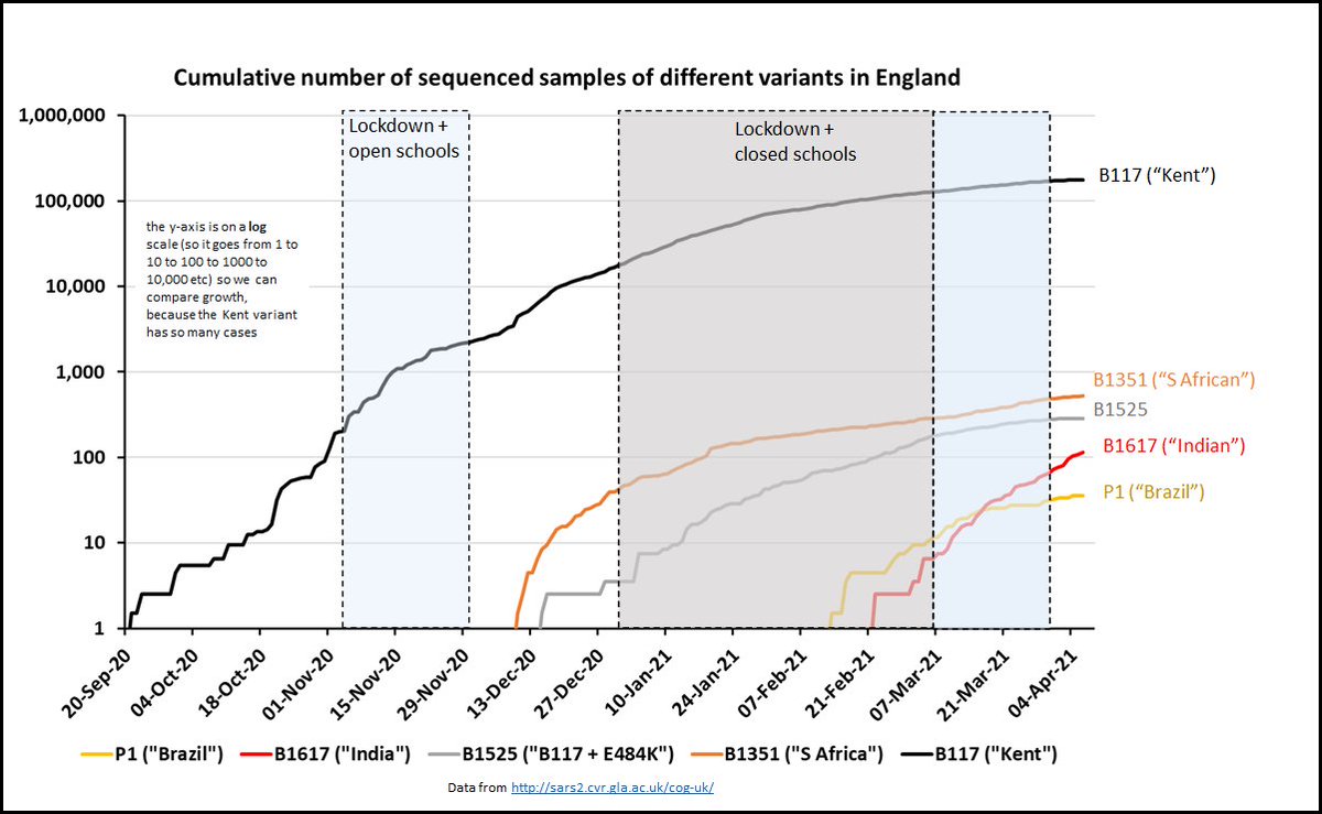 This chart shows the cumulative number of sequenced cases for the 5 variants. Our B117 (Kent) variant grew fast between Sept & Xmas before being controlled by Jan lockdown. The fastest growing new variant - esp as it started during lockdown - is the Indian one (B1617). 6/23
