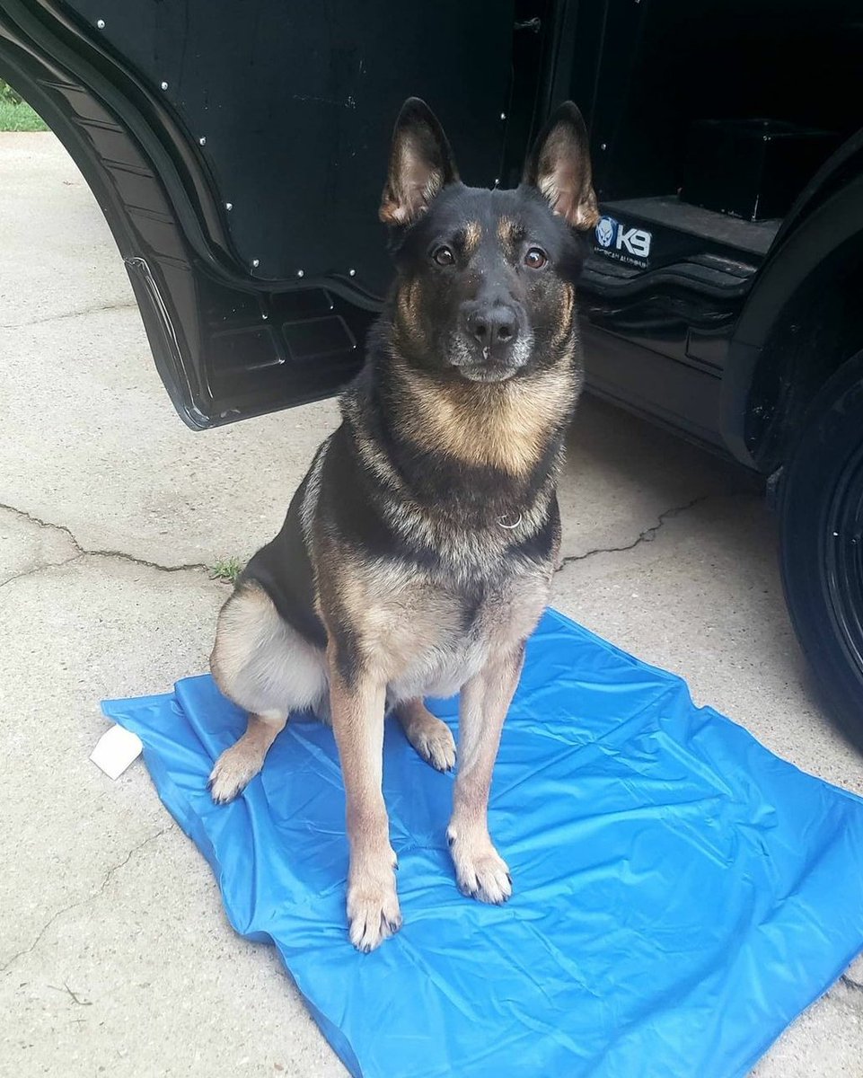 K9s of Valor tweet media