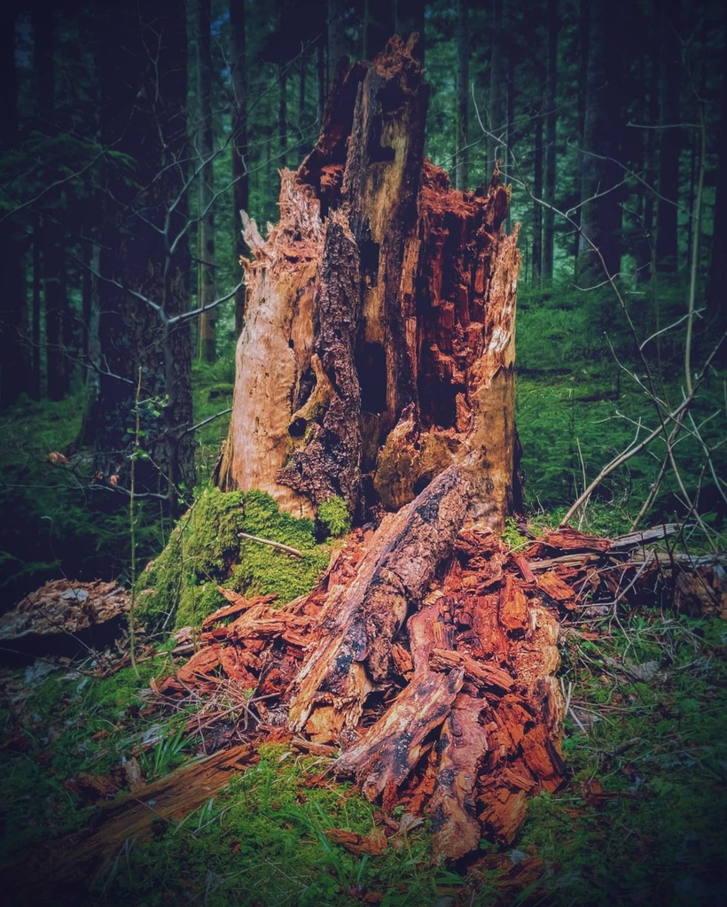 SIRDonnergott's tweet photo. Am Wegesrand... Schönheit im Zerfall #rotten #forest #blackforestnerd #blackforest #germany #video #photography #inspiraton #stayathome #stayhealthy #relax #enjoylife https://t.co/0IrnqVBSfC https://t.co/B9nV8rTqoA