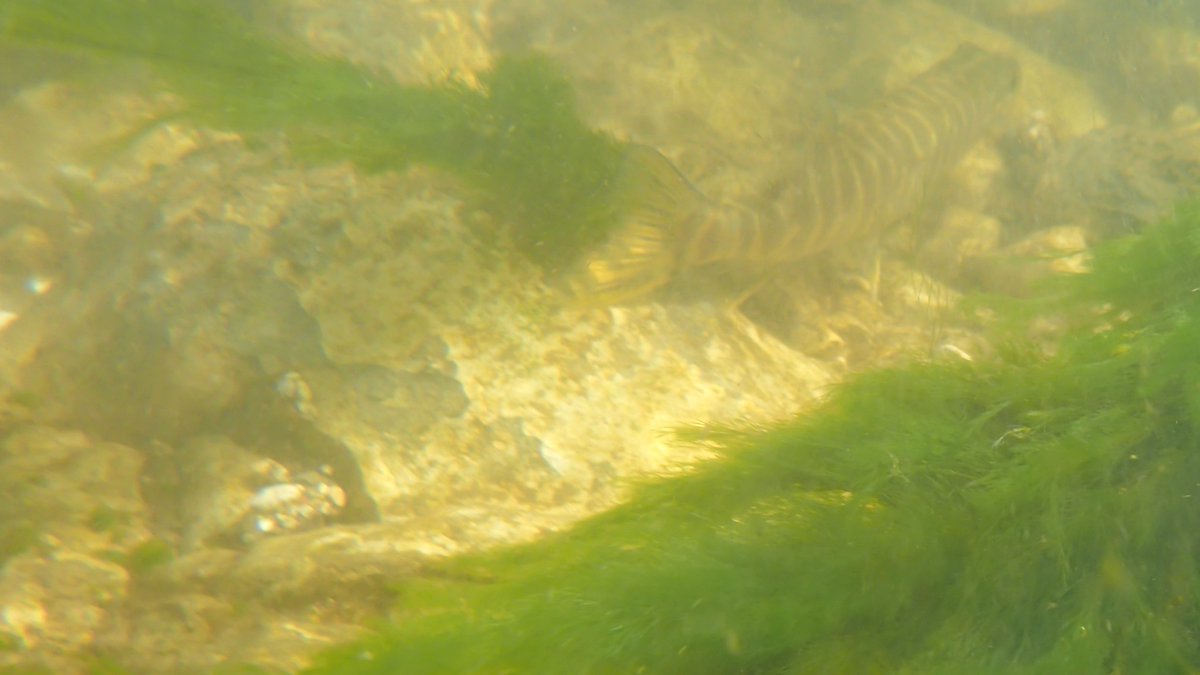 Also lots horse bones - police say travellers dump their dead ponies in the rivers. In case you can't spot stone loach above, here's a portrait. Also some large Gudgeon & a tiny Jack Pike.  #stoneloach  #freshwaterfishes  #Chalkstreams  #Chalkstream  #Freckenham  #WestSuffolk 2/4